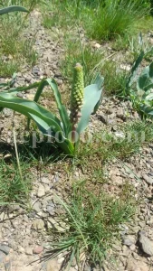 Salep for sale. Buy pure Sahlep. Orchis mascula for sale. Orchis maculata wholesale price. Early Purple Orchid for sale.