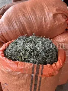 Buy sage dried leaves. Sage leaves for sale. Bulk dried sage leaves. Sage purchase. Dried sage leaves for burning.