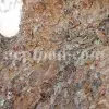 Terebinth resin oozing from Pistacia terebinthus tree bark