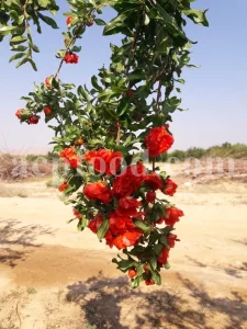 Dried Pomegranate flowers for sale. Buy Pomegranate seeds. Dried Pomegranate skin wholesale price. Gule Anar purchase.