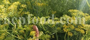 Fennel seed for sale. Buy fennel seed. Bulk fennel seed. Best fennel seeds to buy. Buy fennel seeds for planting. Fennel seed price. Fennel seeds 1kg price. Fennel seeds wholesale. Fennel to buy. Foeniculum vulgare seeds. Fennel vulgare for sale. Buy foeniculum vulgare fennel.