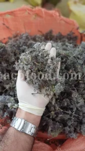 Bulk Stachys lavandulifolia for sale. Buy Pink Cotton Lamb’s Ear. Buy High Quality Stachys with the Best Price.