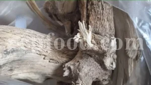 Calotropis gigantea for sale. Buy calotropis latex. Calotropis flowers wholesale. Calotropis gigantea leaves price. Calotropis milkweed for sale. White madar flower.