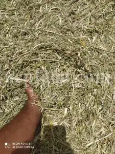 Cichorium intybus tea. Cichorium intybus root. Dried chicory flowers for sale. Buy wild chicory leaves. Buy chicory. Chicory for sale. chicory price. Bulk chicory tea. Chicory root wholesale. Chicory root tea.