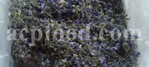 Viola odorata tea for sale. Buy sweet violet dried flowers. Common violet wholesale. English violet in bulk. Viola odorata for sale. Bulk sweet violet tea. Dried sweet violet flowers purchase. Common blue violet tea price.