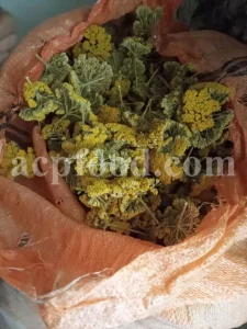 Yarrow for sale. Buy common yarrow. Bloodwort wholesale. Milfoil price. Dried yarrow for sale. Yarrow price. Dried yarrow flowers for sale. Yarrow tea where to buy. Achillea dried for sale. Buy yarrow tea. Bulk milfoil yarrow tea. White yarrow tea in bulk. Yarrow plant tea purchase. Milfoil tea price.