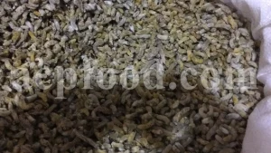 Salix aegyptiaca dried flowers for sale. Buy musk willow. Bulk egyptian willow. Persian willow purchase. Bidmeshk wholesale price.
