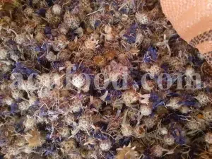 Centaurea cyanus flowers for sale. Buy Cornflower. Cornflower petals wholesale. Dried cornflower in bulk. Bachelor's button dried flowers. Buy blue cornflower. Corn flowers price. Dried cornflowers for sale. Cornflower blue flowers in bulk. Blue cornflower flower. Cornflower price.