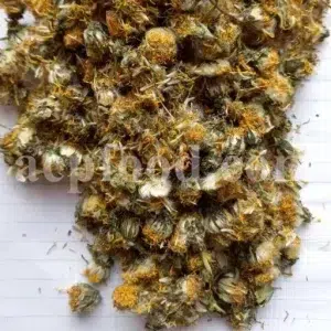 Bulk dandelion. Dandelion root price. Taraxacum officinale tea for sale. Taraxacum leaf wholesale. Dandelion root taraxacum officinale. Buy taraxacum officinale root. Bulk taraxacum officinale leaves. Dandelion flowers for sale.