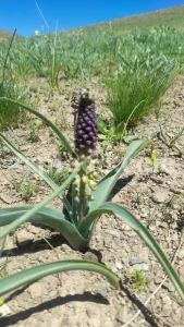 Salep for sale. Buy pure Sahlep. Orchis mascula for sale. Orchis maculata wholesale price. Early Purple Orchid for sale.