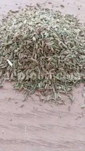 Fennel seed for sale. Buy fennel seed. Bulk fennel seed. Best fennel seeds to buy. Buy fennel seeds for planting. Fennel seed price. Fennel seeds 1kg price. Fennel seeds wholesale. Fennel to buy. Foeniculum vulgare seeds. Fennel vulgare for sale. Buy foeniculum vulgare fennel.