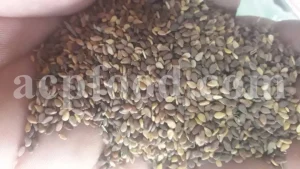 Bulk Sesame seeds. Buy Sesame seeds. Sesame seeds for sale. Brown Sesame seeds wholesale price. Buy Simsim seeds. Bulk roasted white Sesame seeds. Sesame price. Benni seed in bulk. Cost of Sesame seeds. Sesame seeds purchase. Organic Sesame seeds bulk. Sesame seed price. Buy Sesame seeds in bulk. Bulk Sesame. Buy Sesame. Purchase Sesame seeds. Benne seeds for sale. Buy Til seeds. Brown Sesame for sale. Sesame where to buy.
