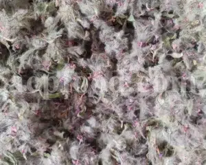 Bulk Stachys lavandulifolia for sale. Buy Pink Cotton Lamb’s Ear. Buy High Quality Stachys with the Best Price.