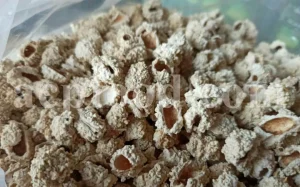 Echinops pungens manna for sale. Manna of Echinops in bulk. Globe Thistle manna wholesale price. Buy Trehala manna. Trehala Beetle Cocoon purchase.