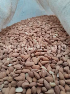 Prunus lycioides fruit for sale. Amygdalus lycioides fruit wholesale price. Buy mountain almond. Wild almond in bulk. Wild almond fruit puchase. Bulk wild almond seeds. Wild badam for sale.