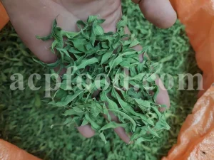 Buy Lemon Verbena. Lemon Verbena for sale. Vervain tea wholesale price. Bulk Lemon Verbena leaves. Cedron tea in bulk. Buy Aloysia citrodora tea. Lemon Beebrush tea for sale. Verbena for sale near me. Dried Verbena buy. Lemon Vervain wholesale price. Verbena dry leaves purchase.