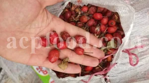 Buy rose hips. Bulk rose hips. Rose hip tea. Rose hip oil bulk. Buy rosehip tea. Buy rosehip powder. Rosehip fruit tea. Buy rosa canina. Buy dog rose. Dog rose petals. Rosa canina buy.