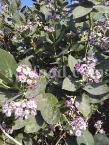 Calotropis gigantea for sale. Buy calotropis latex. Calotropis flowers wholesale. Calotropis gigantea leaves price. Calotropis milkweed for sale. White madar flower.