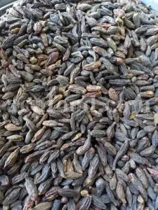Chebulic myrobalan fruit for sale. Harad fruit wholesale. Myrobalan plum in bulk. Buy terminalia chebula fruit. Bulk terminalia fruit. Cherry plum myrobalan for sale. Emblic myrobalan price.