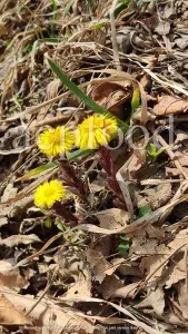 Dried Coltsfoot for sale. Coltsfoot herb wholesale price. Buy Coltsfoot. Coltsfoot for sale. Bulk Coltsfoot leaves. Tussilago farfara leaves purchase.