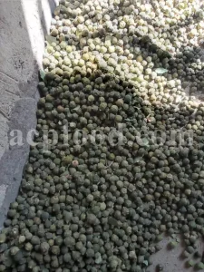Oak galls wholesale. Acorn gall for sale. Buy acorn plum gall. Aleppo gall for sale. Aleppo oak galls in bulk. Apple gall price. Purchase apple oak gall. California oak galls for sale. Buy fuzzy oak gall. Bulk green oak gall. Oakgalls wholesale. Quercus infectoria gall price.