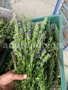 Hyssop wholesale. Hyssopus officinalis dried leaves. Common hyssop dried flowers. Buy hyssop. Hyssop for sale. Hyssop price. Agastache for sale. Hyssop seeds for sale. Buy hyssop near me. Hyssop buy online.
