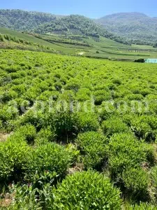 green sage plantation growing under sunlight