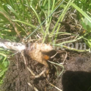 Salep for sale. Buy pure Sahlep. Orchis mascula for sale. Orchis maculata wholesale price. Early Purple Orchid for sale.