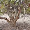 Mastic tree (Pistacia terebinthus) growing in natural habitat