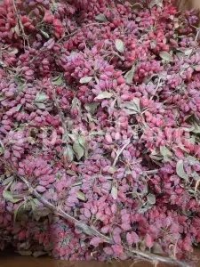 Dried barberry for sale. Buy dried barberry fruit. Zereshk berries wholesale price. Buy barberries. Dried barberries near me. Barberry dried spice for sale. Bulk zereshk fruit. Barberry for sale. Buy barberry. Barberry buy online. Barberry for sale near me. Barberry sale. Barberry to buy. Berberis for sale. Buy zereshk. Barberry dried fruit for sale.