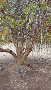 Mastic tree gum. Mastic gum for sale. Mastic gum bulk. Buy mastic gum. Pistacia terebinthus resin for sale.