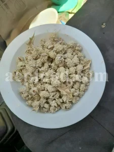 Echinops pungens manna for sale. Manna of Echinops in bulk. Globe Thistle manna wholesale price. Buy Trehala manna. Trehala Beetle Cocoon purchase.