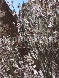 Prunus lycioides fruit for sale. Amygdalus lycioides fruit wholesale price. Buy mountain almond. Wild almond in bulk. Wild almond fruit puchase. Bulk wild almond seeds. Wild badam for sale.