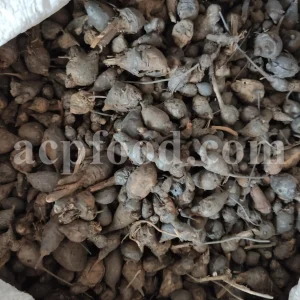 Nut grass root wholesale. Nut grass rhizome buy. Bulk nutgrass rhizome. Cyperus rotundus root for sale. Nutsedge root in bulk. Cyperus rhizome purchase. Buy nagarmotha root. Nutgrass galingale rhizome for sale.
