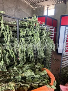 Buy dried nettles. Organic dried nettle leaves for sale. Buy dried nettle tea. Buy stinging nettles. Nettle seeds for sale. Buy stinging nettle tea. Nettle leaves for sale. Bulk stinging nettle. Urtica dioica leaf. Urtica urens buy online.