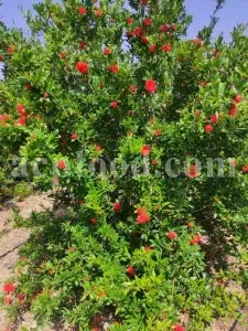 Dried Pomegranate flowers for sale. Buy Pomegranate seeds. Dried Pomegranate skin wholesale price. Gule Anar purchase.