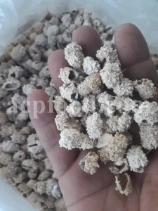 Echinops pungens manna for sale. Manna of Echinops in bulk. Globe Thistle manna wholesale price. Buy Trehala manna. Trehala Beetle Cocoon purchase.