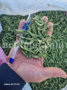 Buy Lemon Verbena. Lemon Verbena for sale. Vervain tea wholesale price. Bulk Lemon Verbena leaves. Cedron tea in bulk. Buy Aloysia citrodora tea. Lemon Beebrush tea for sale. Verbena for sale near me. Dried Verbena buy. Lemon Vervain wholesale price. Verbena dry leaves purchase.
