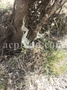 Buy Gum Tragacanth. Tragacanth Gum price. Buy Gond Katira. Katira price. Katila Gum wholesale price. Astragalus gummifer gum for sale. Astragalus gum purchase.