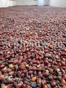 Buy rose hips. Bulk rose hips. Rose hip tea. Rose hip oil bulk. Buy rosehip tea. Buy rosehip powder. Rosehip fruit tea. Buy rosa canina. Buy dog rose. Dog rose petals. Rosa canina buy.