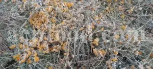 Yarrow for sale. Buy common yarrow. Bloodwort wholesale. Milfoil price. Dried yarrow for sale. Yarrow price. Dried yarrow flowers for sale. Yarrow tea where to buy. Achillea dried for sale. Buy yarrow tea. Bulk milfoil yarrow tea. White yarrow tea in bulk. Yarrow plant tea purchase. Milfoil tea price.