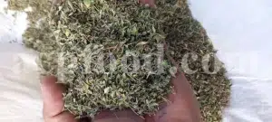 Persian Zizizphora for sale. Bulk Ziziphora tenuior dried leaves. Buy Persian Ziziphora. Ziziphora tenuior dried leaves wholesale price.