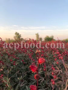 Roselle dried flowers for sale. Dried Rosella flowers. Roselle where to buy. Buy Hibiscus. Hibiscus purchase. Hibiscus flowers near me. Buy hardy Hibiscus. Buy Hibiscus flower. Hardy Hibiscus seeds for sale. Dried Hibiscus flowers wholesale. Whole dried Hibiscus flowers. Buy Hibiscus sabdariffa. Buy Rosella seeds. Hibiscus sabdariffa for sale. Buy Roselle hibiscus. Sorrel Hibiscus sabdariffa for sale.