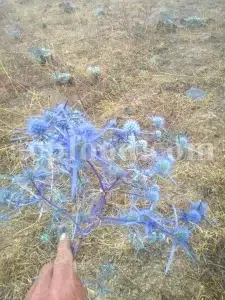 Blaukappe Sea Holly for sale. Buy Eryngium planum big blue. Buy Eryngium planum fluela. Eryngium planum leaves wholesale. Eryngo tea in bulk. Eryngium hobbit purchase. Seaside eryngo for sale.