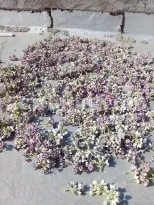 Calotropis gigantea for sale. Buy calotropis latex. Calotropis flowers wholesale. Calotropis gigantea leaves price. Calotropis milkweed for sale. White madar flower.