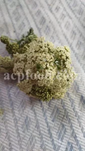 Yarrow for sale. Buy common yarrow. Bloodwort wholesale. Milfoil price. Dried yarrow for sale. Yarrow price. Dried yarrow flowers for sale. Yarrow tea where to buy. Achillea dried for sale. Buy yarrow tea. Bulk milfoil yarrow tea. White yarrow tea in bulk. Yarrow plant tea purchase. Milfoil tea price.
