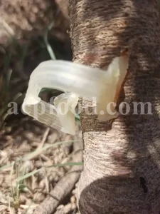 Buy Gum Tragacanth. Tragacanth Gum price. Buy Gond Katira. Katira price. Katila Gum wholesale price. Astragalus gummifer gum for sale. Astragalus gum purchase.