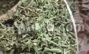 Cichorium intybus tea. Cichorium intybus root. Dried chicory flowers for sale. Buy wild chicory leaves. Buy chicory. Chicory for sale. chicory price. Bulk chicory tea. Chicory root wholesale. Chicory root tea.