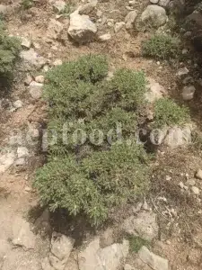 Buy Gum Tragacanth. Tragacanth Gum price. Buy Gond Katira. Katira price. Katila Gum wholesale price. Astragalus gummifer gum for sale. Astragalus gum purchase.