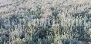 Dried Lavender for sale. Buy dried Lavender. Bulk Lavender. Lavender purchase. Buy Lavender seeds. Lavandula angustifolia for sale. Bulk culinary Lavender. Buy dried Lavender flowers. Buy Lavender to smoke. Lavandula for sale. Lavender to buy dried. English Lavender for sale.